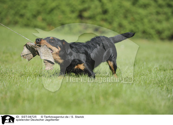 spielender Deutscher Jagdterrier / playing german hunting terrier / SST-08725