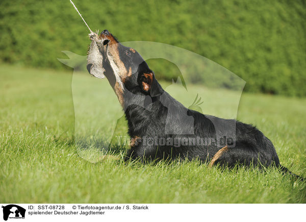 spielender Deutscher Jagdterrier / playing german hunting terrier / SST-08728