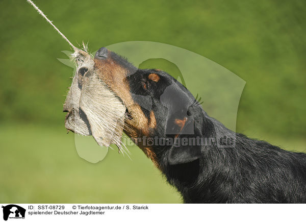 spielender Deutscher Jagdterrier / playing german hunting terrier / SST-08729