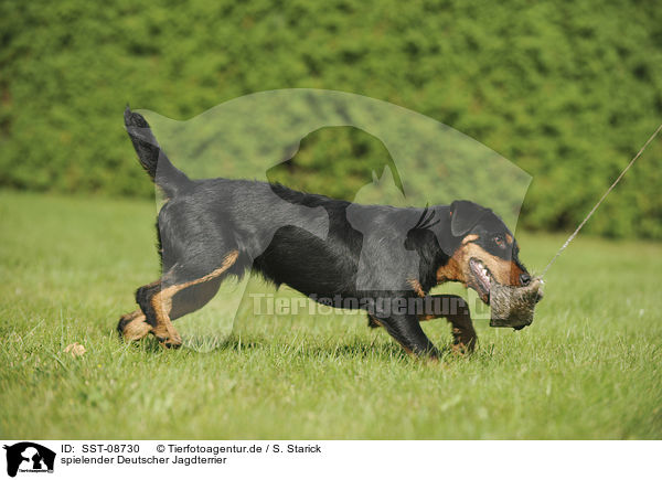spielender Deutscher Jagdterrier / playing german hunting terrier / SST-08730