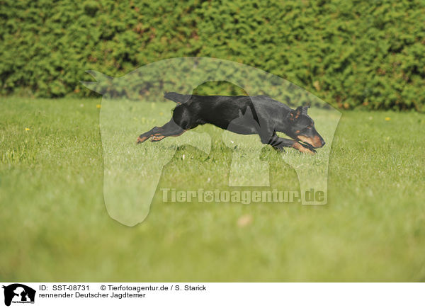 rennender Deutscher Jagdterrier / running german hunting terrier / SST-08731