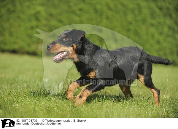 rennender Deutscher Jagdterrier / running german hunting terrier / SST-08733