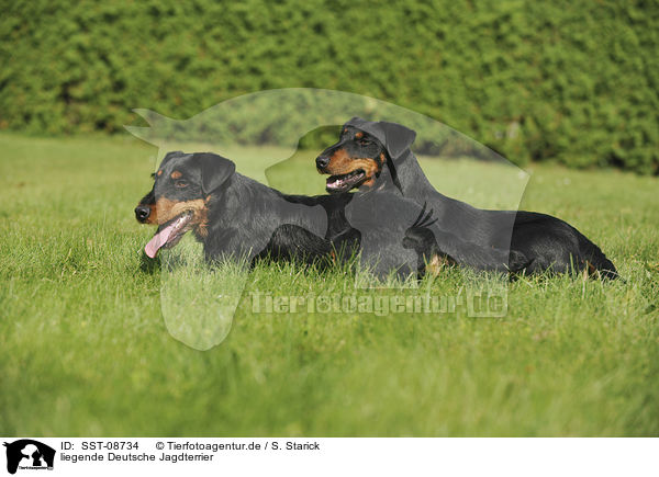 liegende Deutsche Jagdterrier / lying german hunting terrier / SST-08734