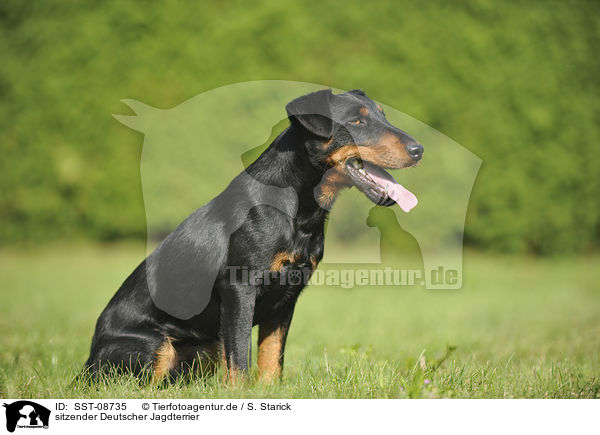 sitzender Deutscher Jagdterrier / sitting german hunting terrier / SST-08735