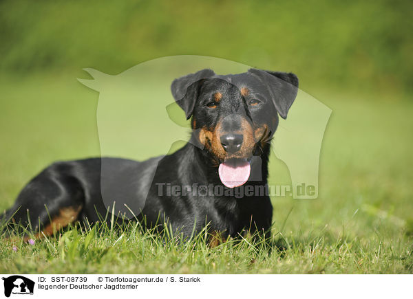 liegender Deutscher Jagdterrier / lying german hunting terrier / SST-08739