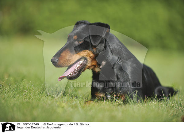 liegender Deutscher Jagdterrier / lying german hunting terrier / SST-08740