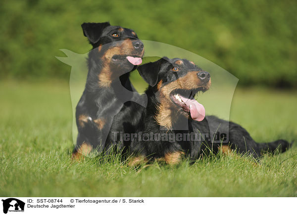 Deutsche Jagdterrier / german hunting terrier / SST-08744