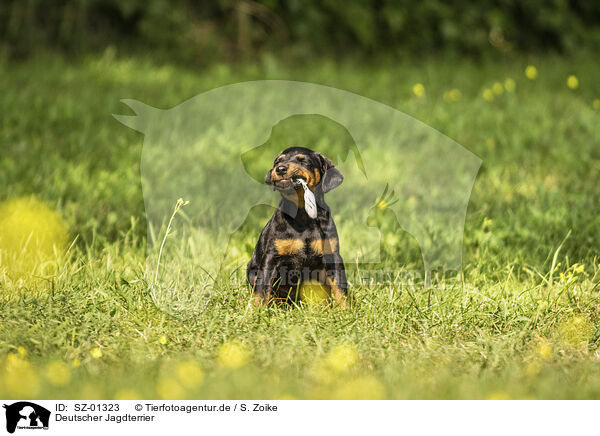 Deutscher Jagdterrier / German Hunting Terrier / SZ-01323