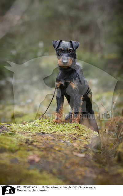 Deutscher Jagdterrier / german hunting Terrier / RG-01452