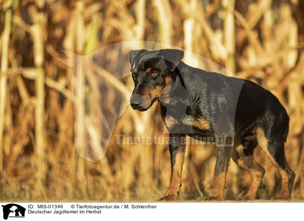 Deutscher Jagdterrier im Herbst / MIS-01346