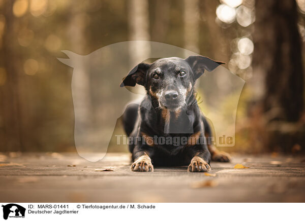 Deutscher Jagdterrier / German Hunting Terrier / MARS-01441