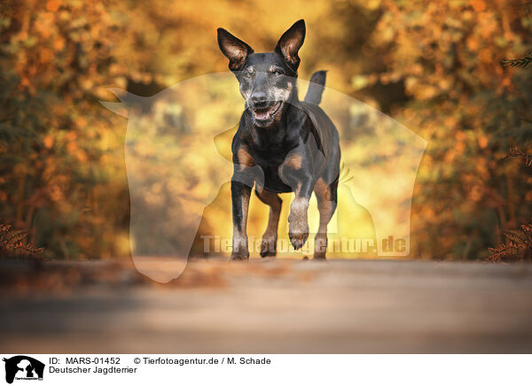 Deutscher Jagdterrier / German Hunting Terrier / MARS-01452