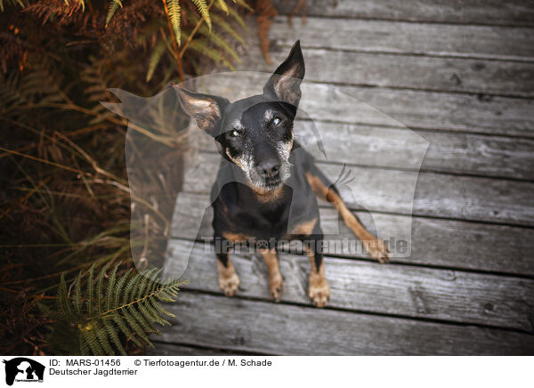 Deutscher Jagdterrier / German Hunting Terrier / MARS-01456
