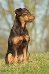 Deutscher Jagdterrier