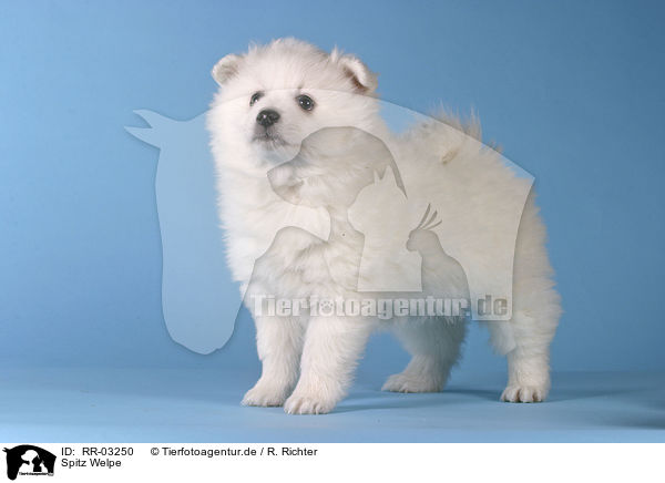 Spitz Welpe / Pomeranian Puppy / RR-03250