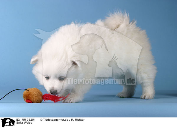 Spitz Welpe / Pomeranian Puppy / RR-03251