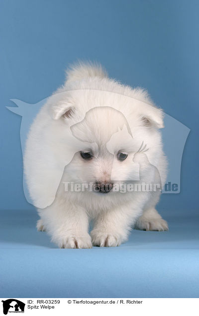 Spitz Welpe / Pomeranian Puppy / RR-03259