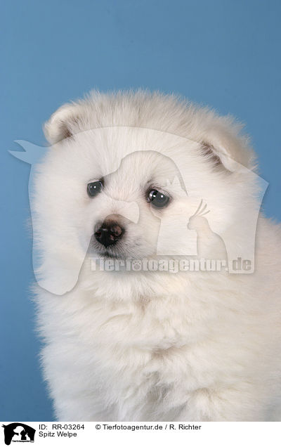 Spitz Welpe / Pomeranian Puppy / RR-03264