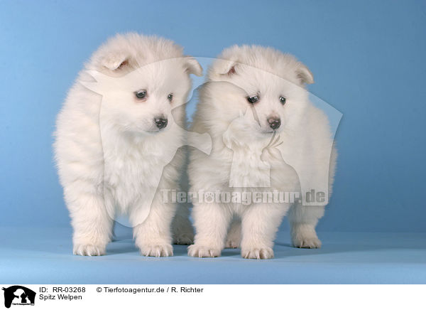 Spitz Welpen / Pomeranian Puppies / RR-03268