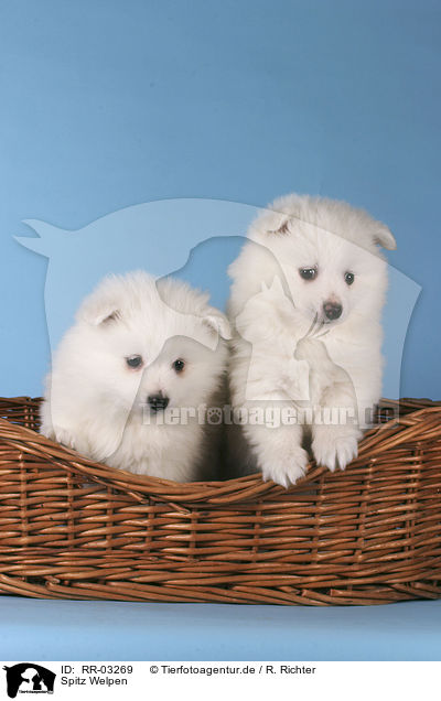 Spitz Welpen / Pomeranian Puppies / RR-03269