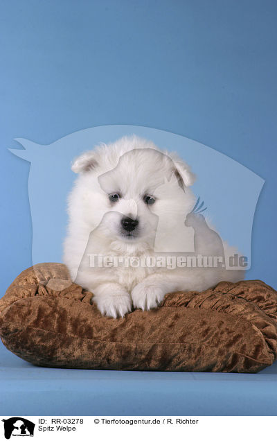 Spitz Welpe / Pomeranian Puppy / RR-03278