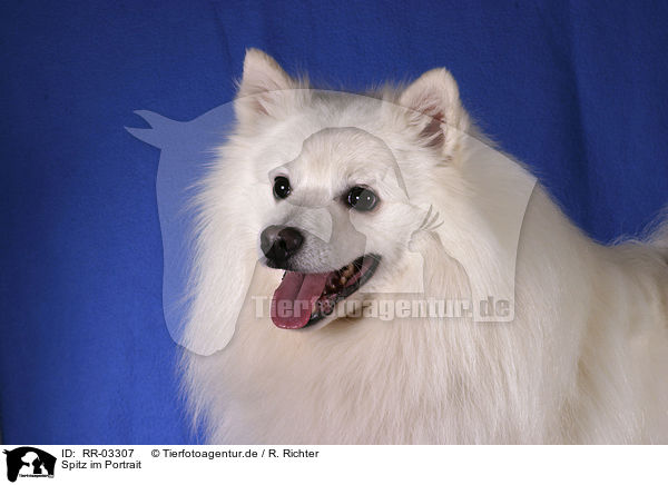 Spitz im Portrait / pomeranian portrait / RR-03307