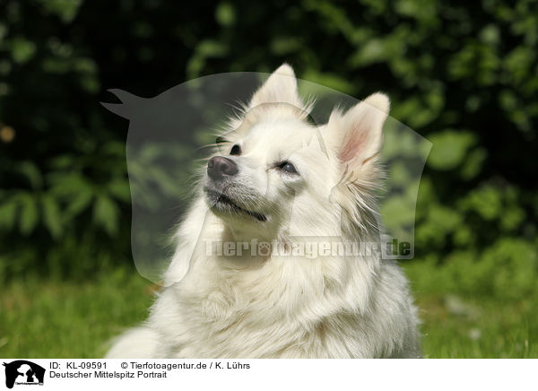 Deutscher Mittelspitz Portrait / KL-09591
