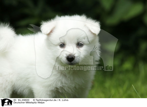 Deutscher Mittelspitz Welpe / KL-09600