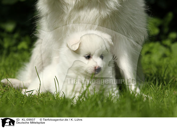 Deutsche Mittelspitze / KL-09607