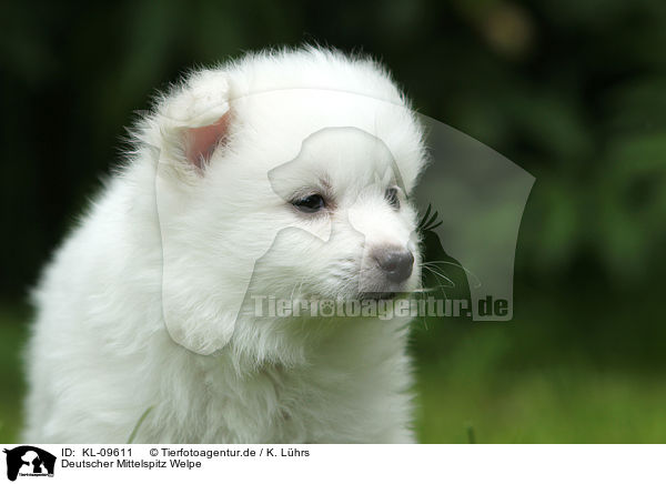 Deutscher Mittelspitz Welpe / German Spitz Puppy / KL-09611