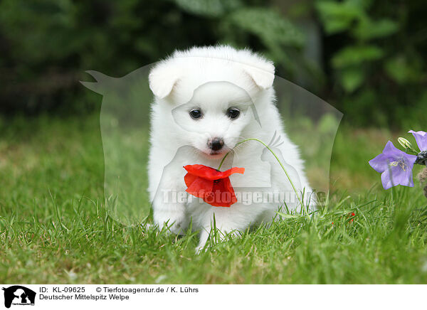 Deutscher Mittelspitz Welpe / German Spitz Puppy / KL-09625