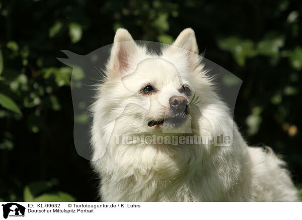 Deutscher Mittelspitz Portrait / KL-09632