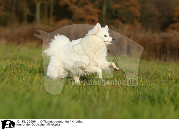 rennender Deutscher Mittelspitz / running german spitz / KL-09996