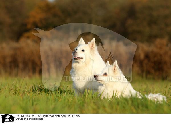 Deutsche Mittelspitze / german spitz / KL-10006