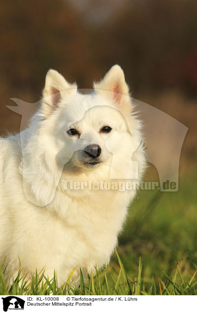Deutscher Mittelspitz Portrait / german spitz portrait / KL-10008