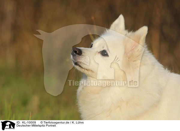 Deutscher Mittelspitz Portrait / german spitz portrait / KL-10009