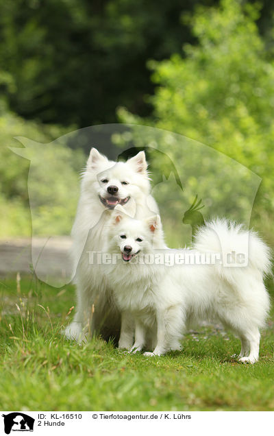 2 Hunde / 2 dogs / KL-16510