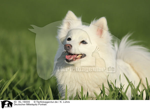 Deutscher Mittelspitz Portrait / German Spitz Portrait / KL-18000