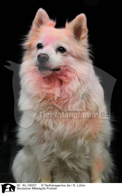 Deutscher Mittelspitz Portrait / German Spitz Portrait / KL-18007