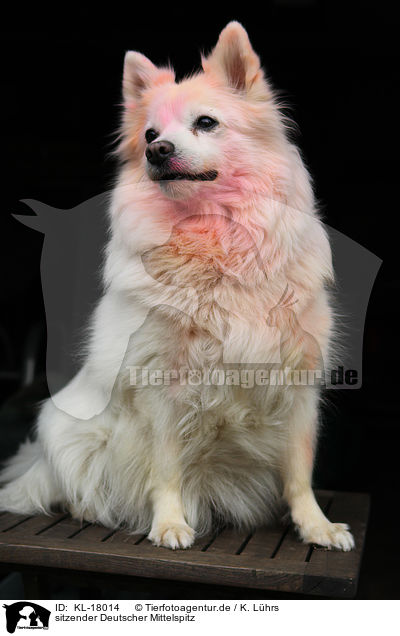 sitzender Deutscher Mittelspitz / sitting German Spitz / KL-18014