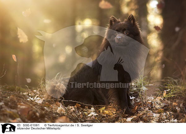sitzender Deutscher Mittelspitz / SSE-01081