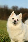 Deutscher Mittelspitz Portrait