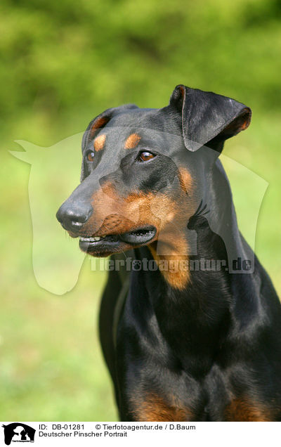 Deutscher Pinscher Portrait / dog head / DB-01281