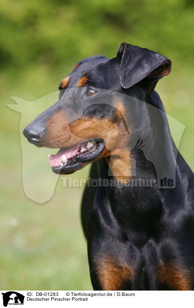 Deutscher Pinscher Portrait / dog head / DB-01283