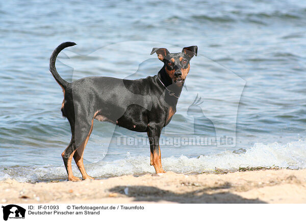 Deutscher Pinscher am Strand / German Pinscher at the beach / IF-01093