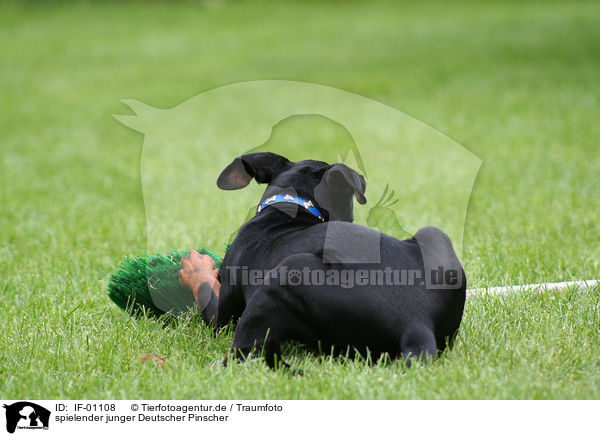 spielender junger Deutscher Pinscher / playing German Pinscher / IF-01108