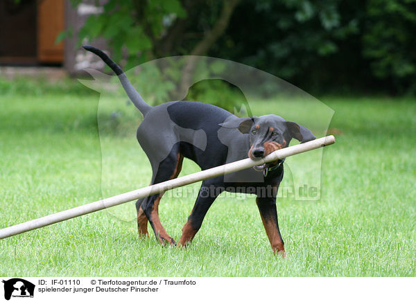 spielender junger Deutscher Pinscher / playing German Pinscher / IF-01110