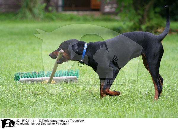 spielender junger Deutscher Pinscher / playing German Pinscher / IF-01111