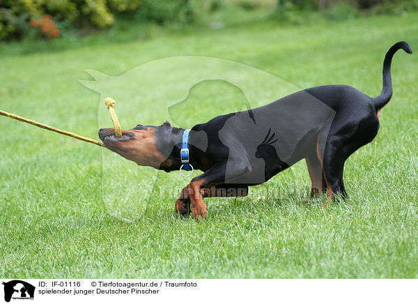 spielender junger Deutscher Pinscher / playing German Pinscher / IF-01116