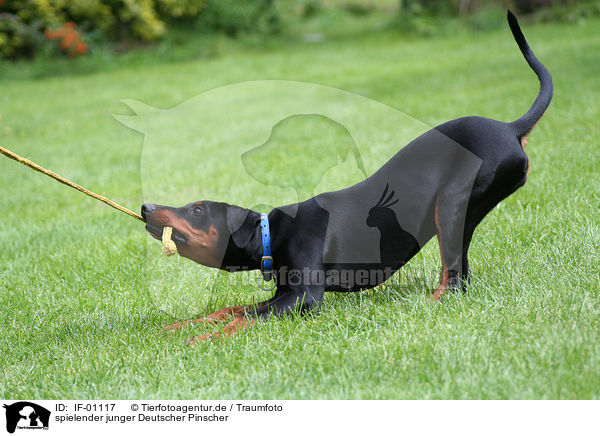 spielender junger Deutscher Pinscher / playing German Pinscher / IF-01117